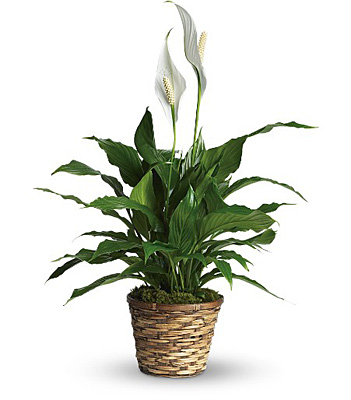 Simply Elegant Spathiphyllum - Small from Sharon Elizabeth's Floral Designs in Berlin, CT